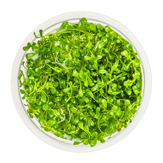 Glossostigma elatinoides T/C CUP