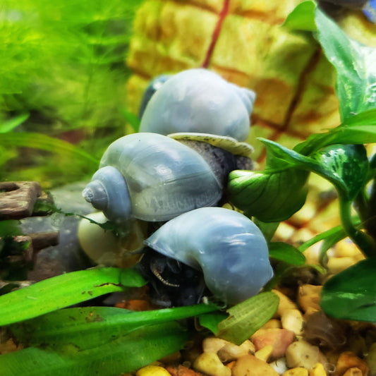 Blue Mystery Snail (Pomacea Bridgesii)