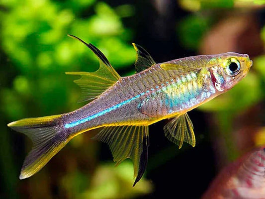 Celebes Rainbow (Marosatherina ladigesi )