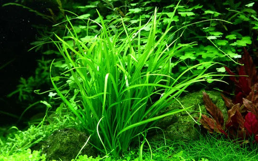 Helanthium tenellum (tenellus)