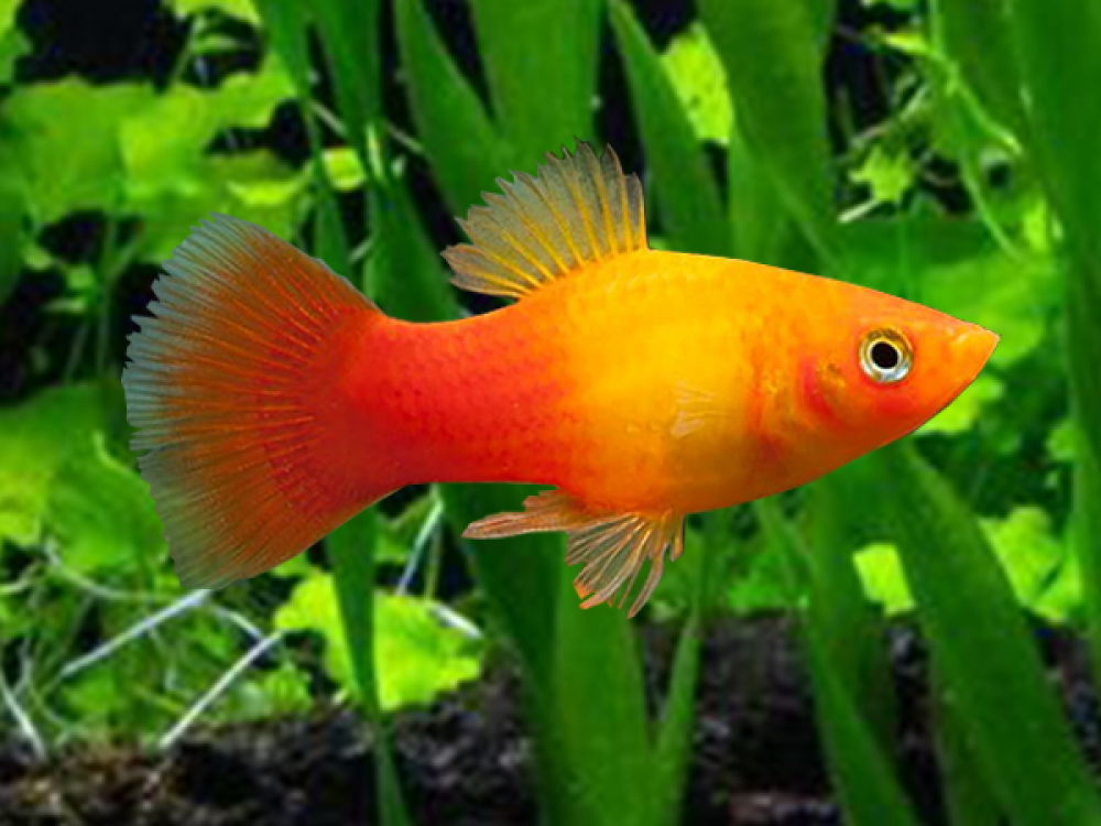 Sunset Platy (Xiphophorus maculatus)