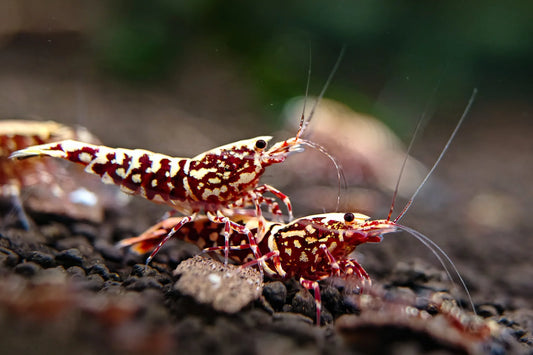 Caridina cf. cantonesis - Red Galaxy
