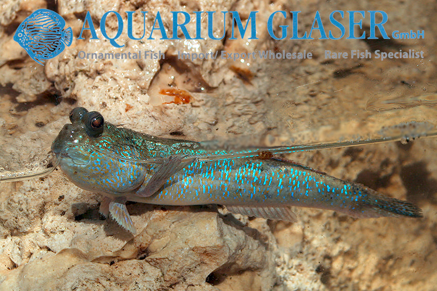 Asian Blue Mudskipper (Periophthalmodon Septemradiatus)