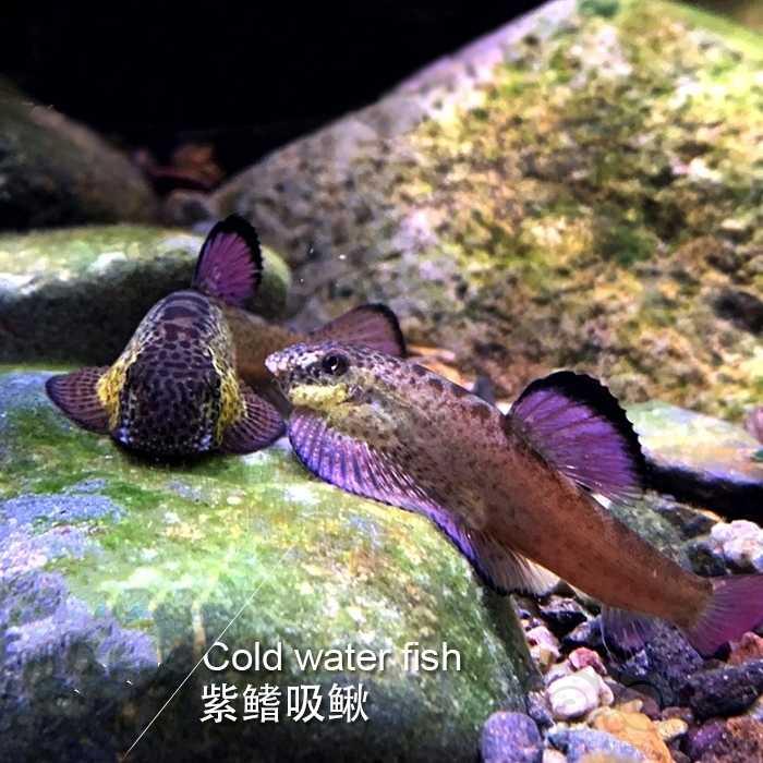 Purple Hillstream loach