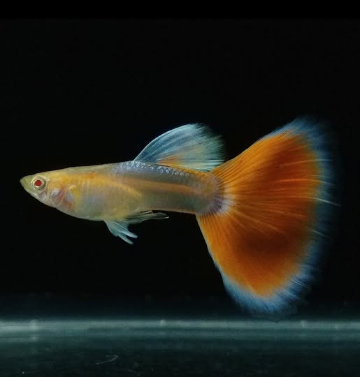 Albino Sky Blue Redtail Guppy (Pair)