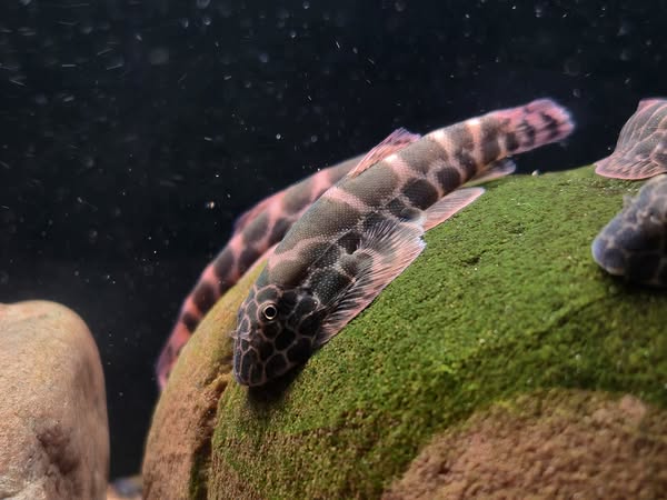 Gold Black Borneo Hillstream Loach（Gastromyzon auronigrus）