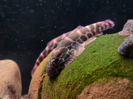 Gold Black Borneo Hillstream Loach（Gastromyzon auronigrus）