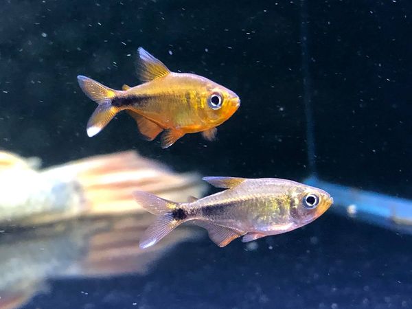 Mini Silver tip tetra