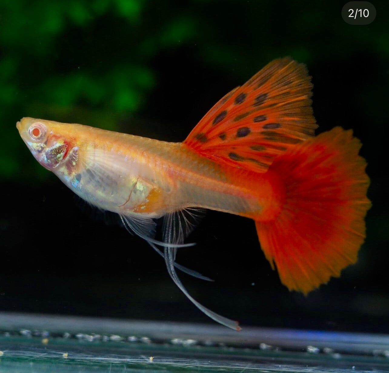 Flamingo Red Ribbon guppy (Trio)