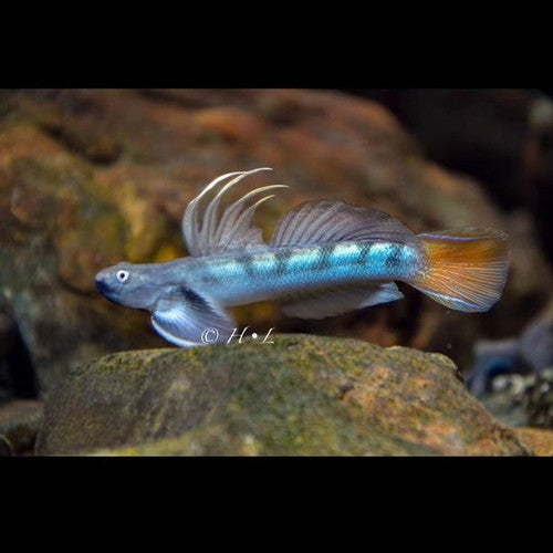 Threadfin Goby (Sicyopterus longifilis)