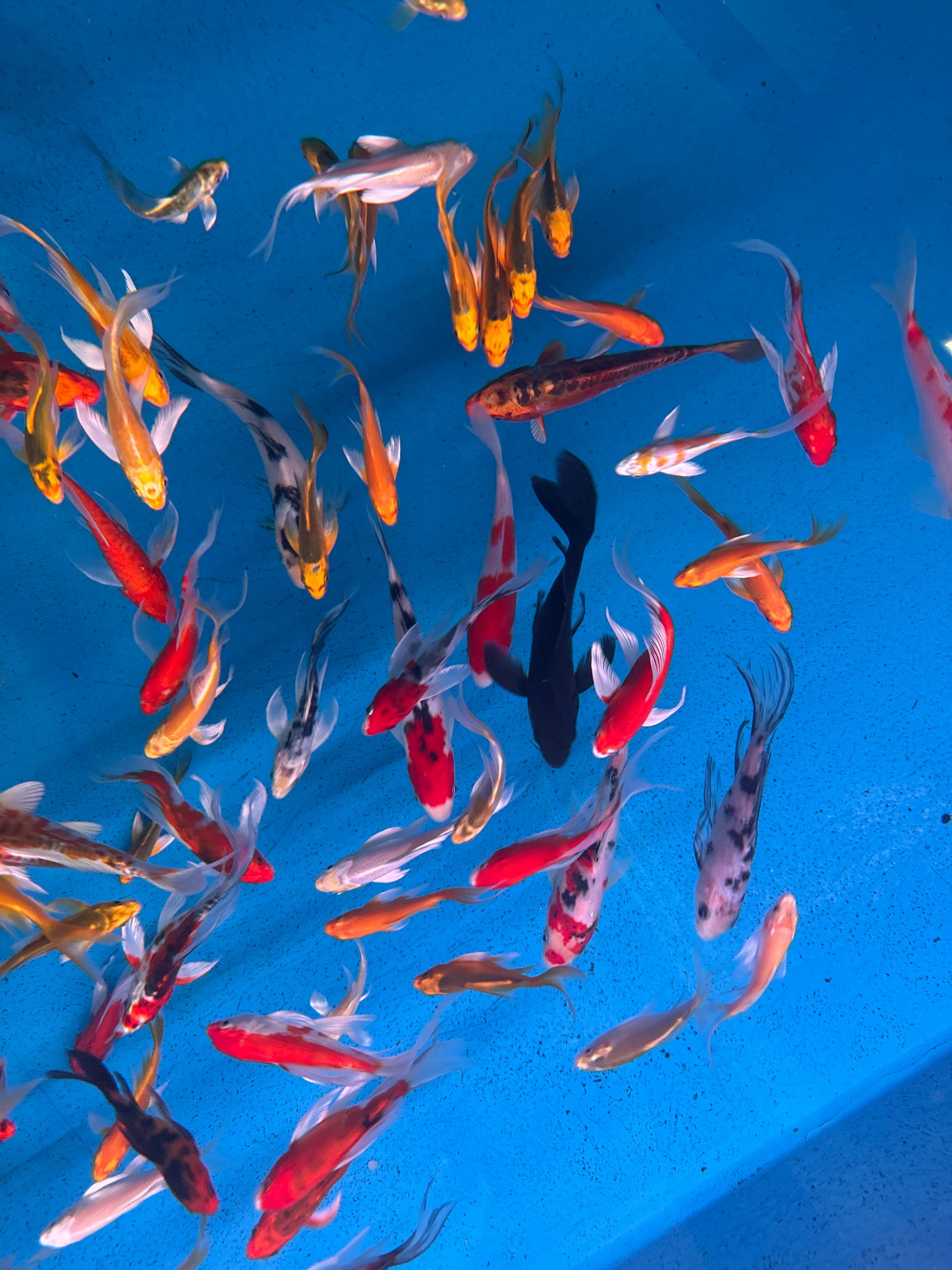 Butterfly Japanese Koi (A grade) (Cyprinus Carpio)