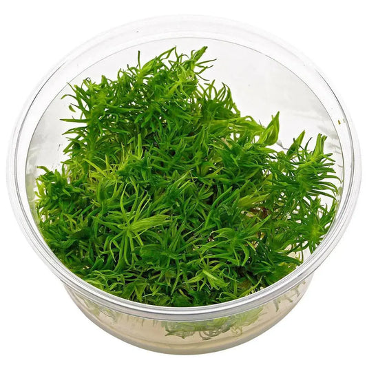 Pogostemon erectus T/C CUP