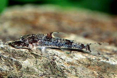 Peppermint Oto Catfish (Parotocinclus Eppleyi)