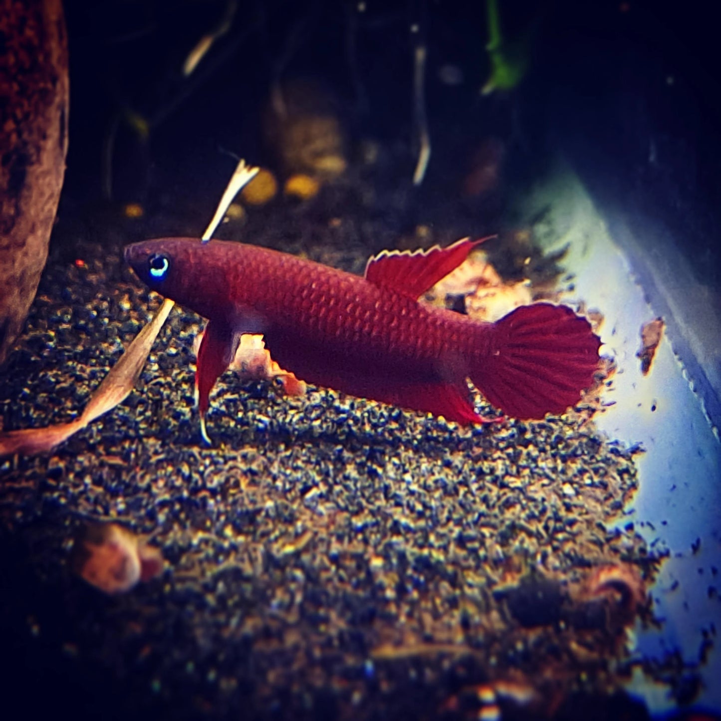 Betta sp.Api Api (Pair)