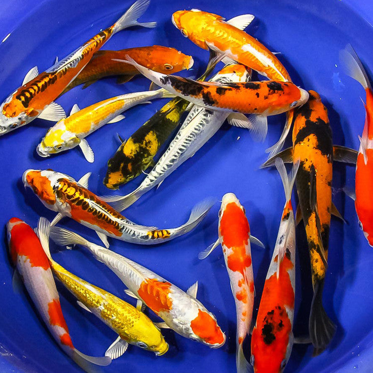 Japanese Koi (A grade) - Cyprinus Carpio