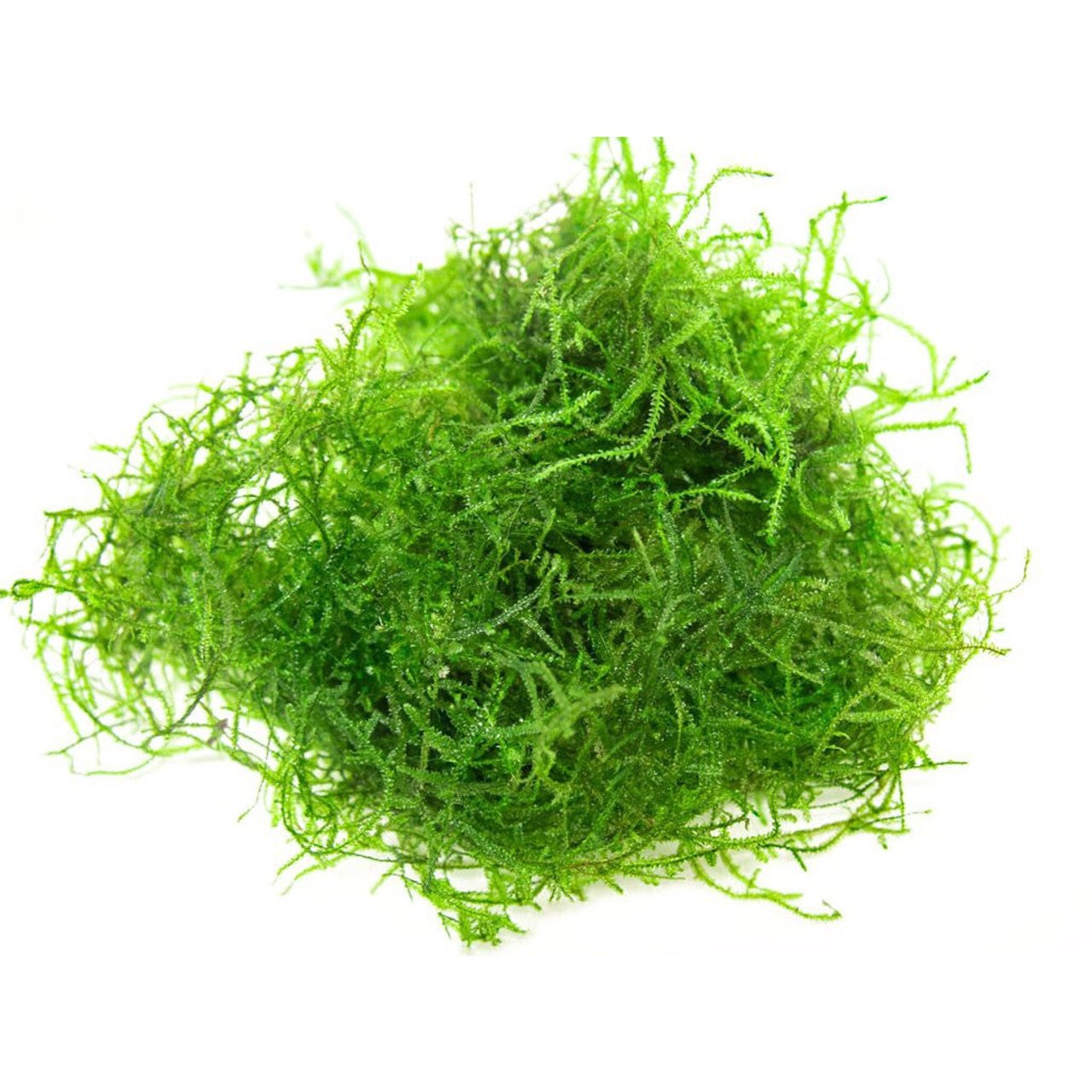 Java Moss Phyllids Java Moss clump – Aquapets ( KowloonAquarium)