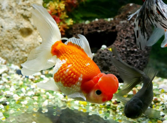 Crowned Pearl scale goldfish