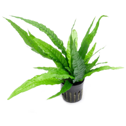 Microsorum pteropus - Java fern (Large)