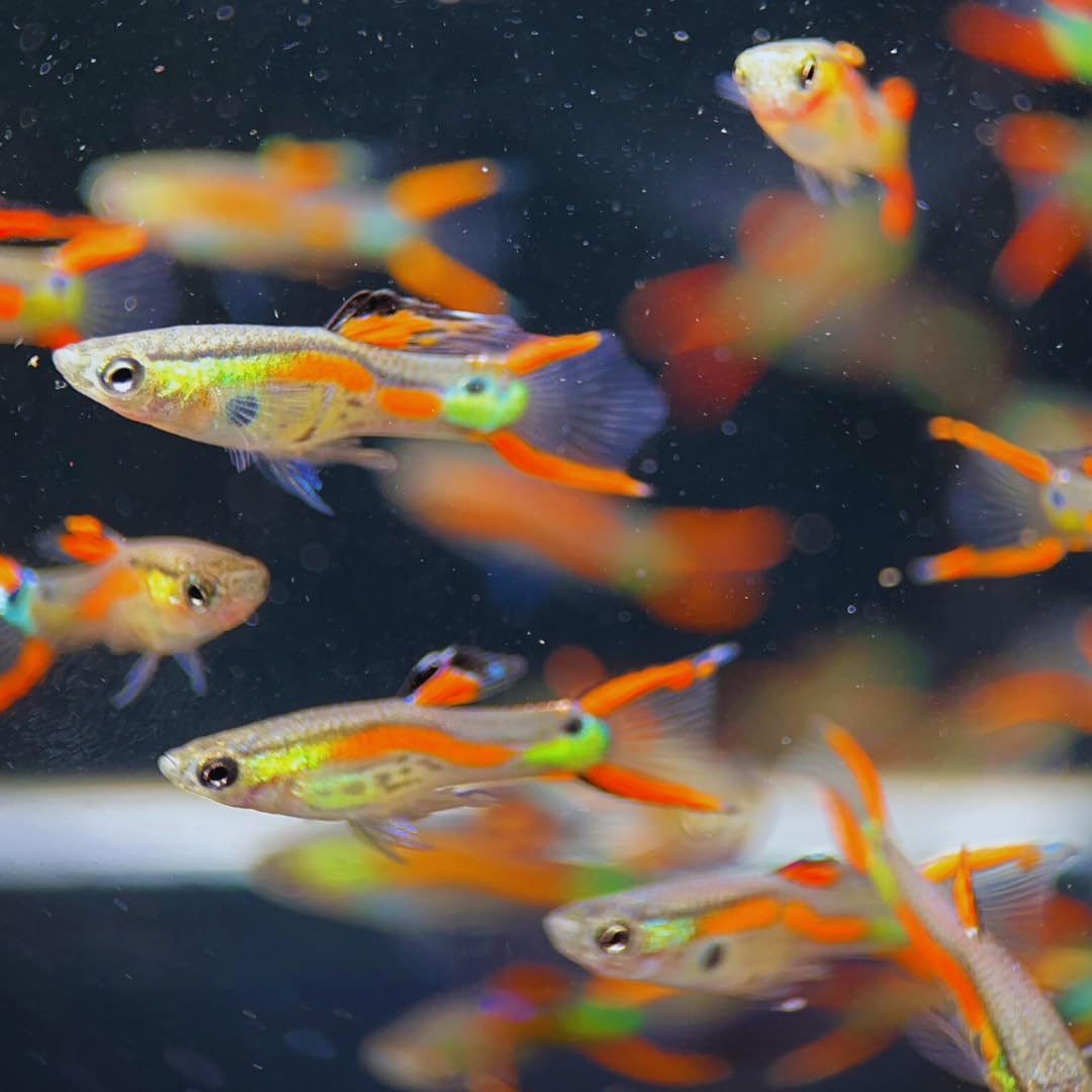 Fire Red Endler (Poecilia Wingei)