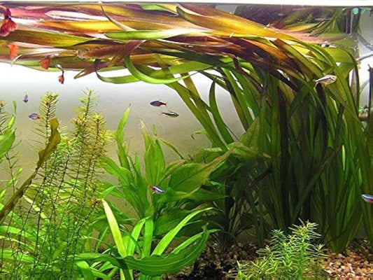 Vallisneria Rubra