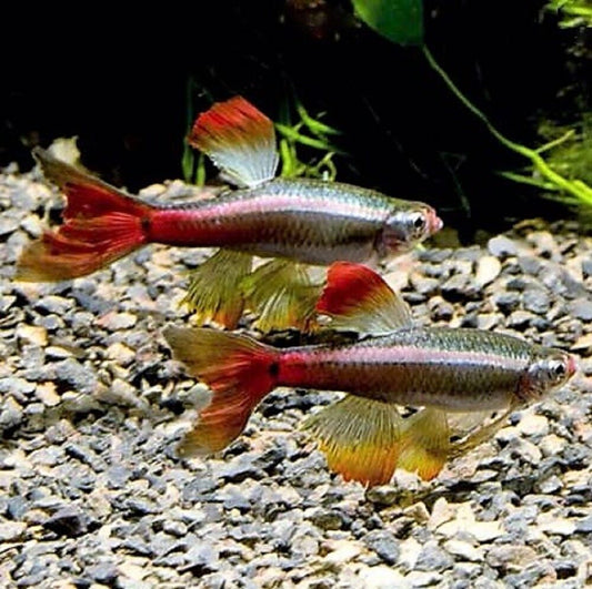 Longfin White Cloud Minnow