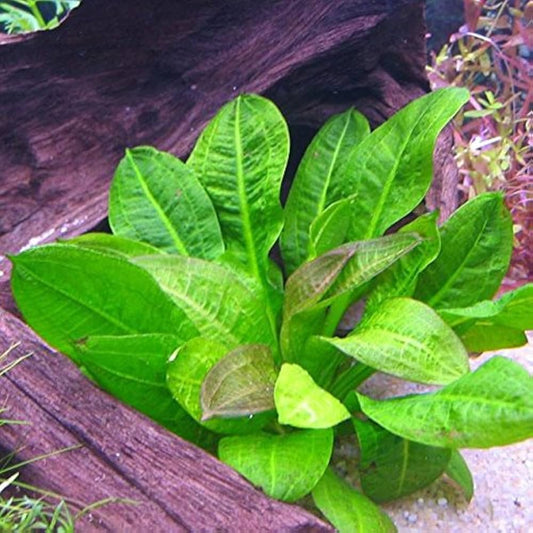 Echinodorus parviflorus