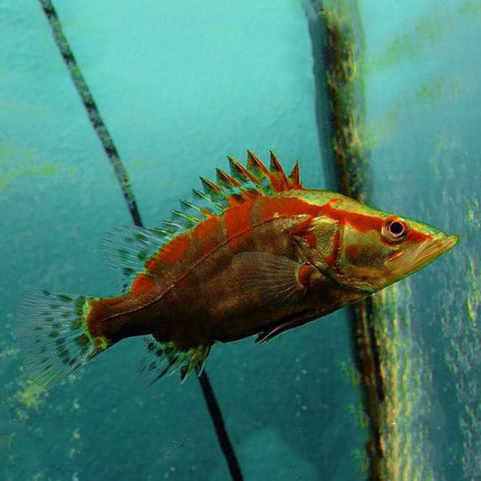 Red Stripe Chinese Perch