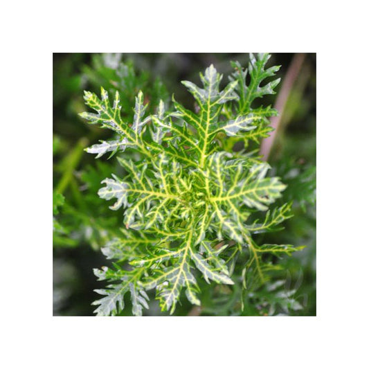 Hygrophila difformis varigated - Water wristeria