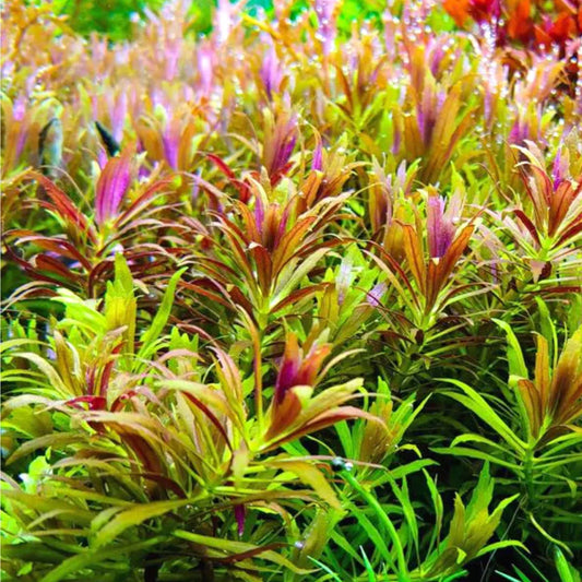 Limnophila Aromatica Mini
