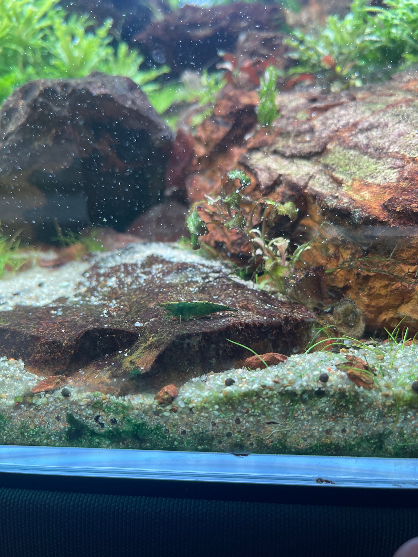 Green Jelly Shrimp ( Neocaridina Davidi )