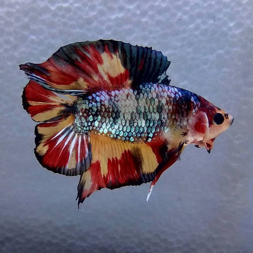 Nemo Candy Double Tails Betta