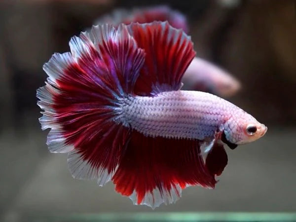 Rose Tail Betta (Assorted)