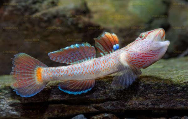 Leavelli Goby