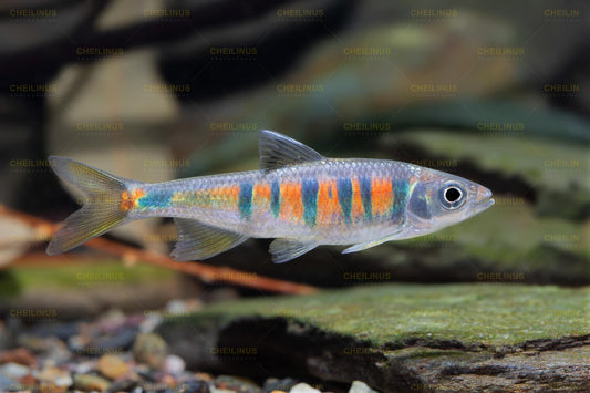 Orange Striped Chinese Zacco