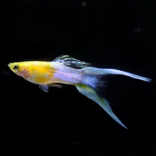 Blonde Double Sword Japan Blue Endler Guppy (pair)