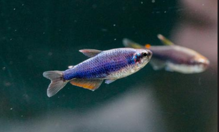 Super Blue Emperor Kerri Tetra