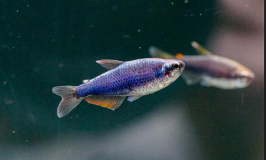 Super Blue Emperor Kerri Tetra