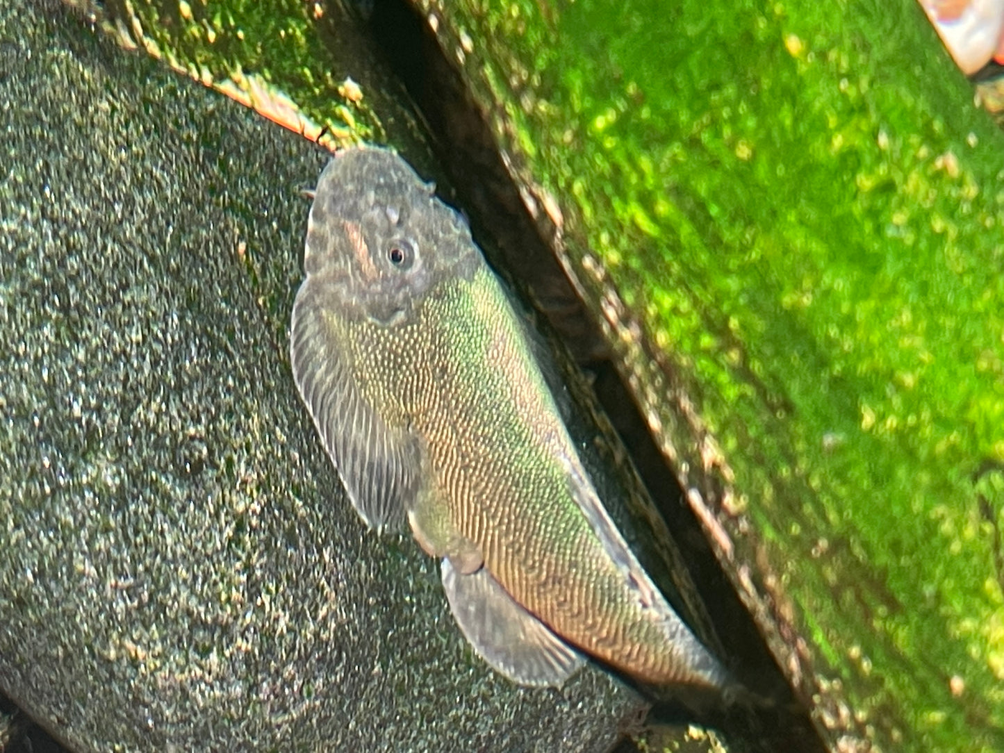 Green Borneo Hillstream Loach（Gastromyzon lepidogaster）（SUPER RARE!!!)