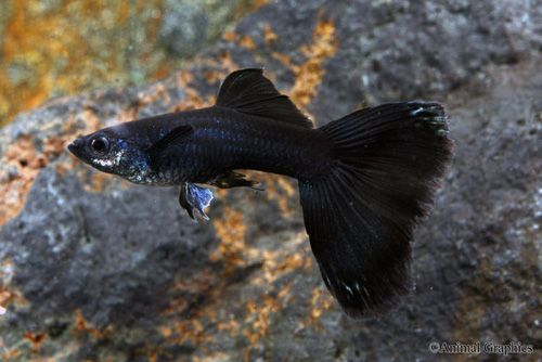 Full Black Guppy