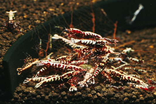 Red Galaxy Fishbone (Caridina cf. cantonesis)