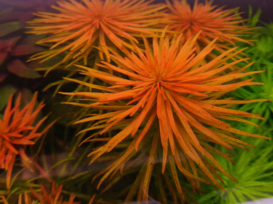 Ludwigia Inclinata var Verticillata (Pantanal)