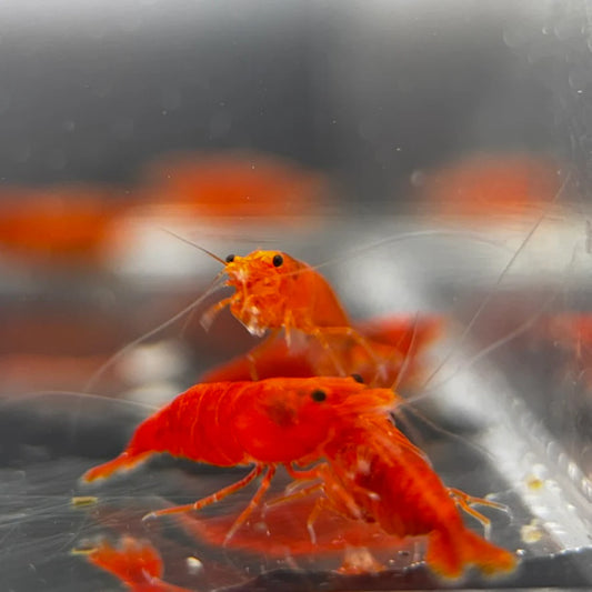 Pumpkin Orange Shrimp (Neocaridina David ) (Copy)
