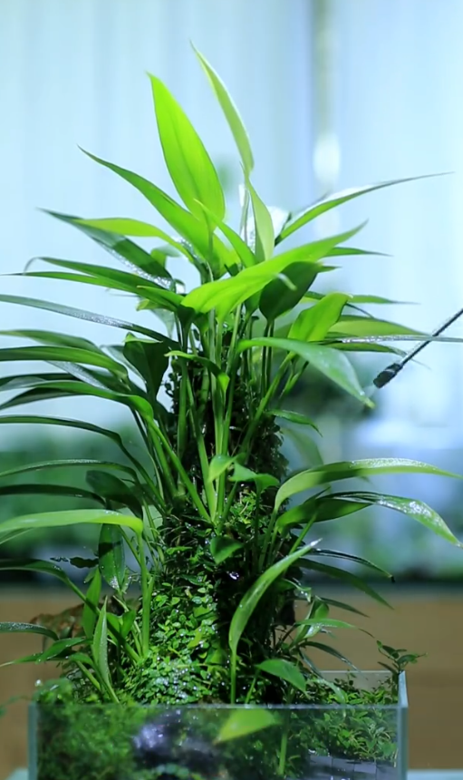 ADA Philodendron sp. 'Papua New Guinea' (rar