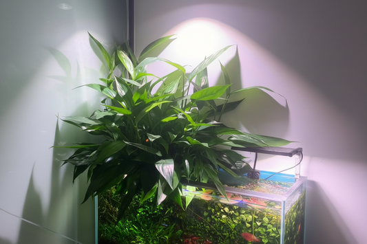 ADA Philodendron sp. 'Papua New Guinea' (rar