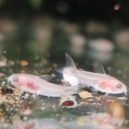 Albino Pygmy Corydoras