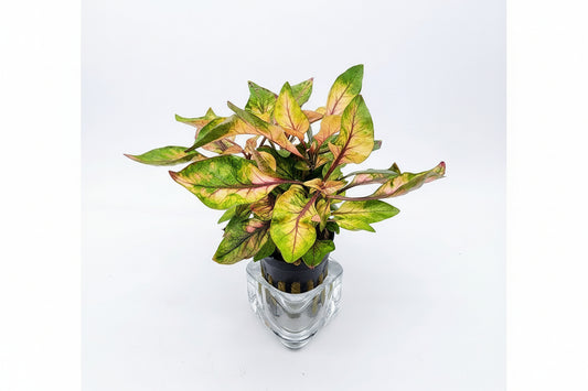 Alternanthera Amabilis Tricolor