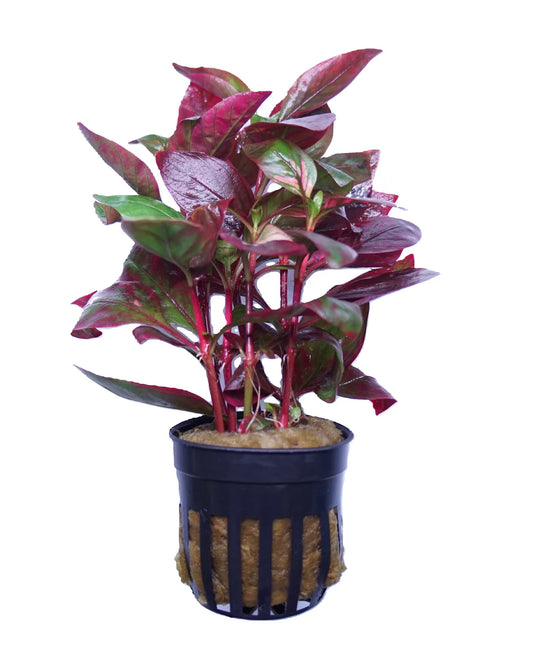 Alternanthera Reineckii Red Broad