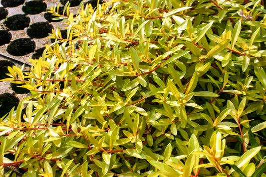 Nesaea pedicellata sp Golden