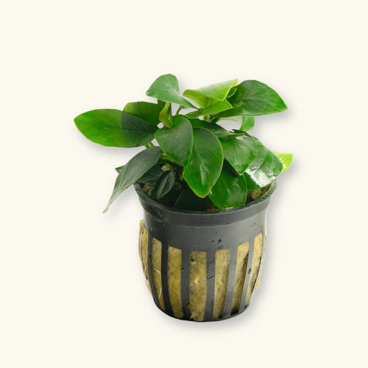 Anubias Nana