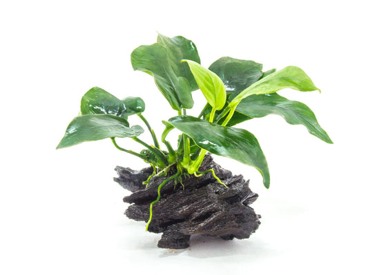 Anubias barteri var nana on Pterocapus wood